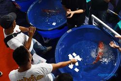 Seribuan Ikan Koi Ramaikan Kontes Nasional Piala Wali Kota Madiun