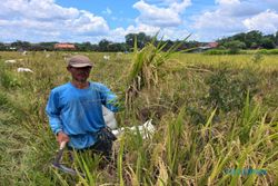 Hore! Petani Glagahwangi Klaten Panen Perdana Padi Rajelele Srinuk Organik