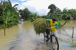 Tanaman Padi Terdampak Banjir di Sragen 864 Hektare, KTNA Minta Bantuan Bibit