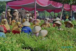 Program Tanam Cabai, Petani di Polokarto Sukoharjo Panen 30 kali dalam 6 Bulan