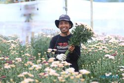 Kisah Sukses Wanita Petani Sragen, Raup Rp20 Juta/Bulan dari Bunga Krisan