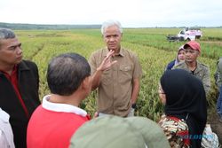 Musim Panen Tiba, Ganjar Janjikan Harga Beras di Jateng Stabil dalam Sepekan