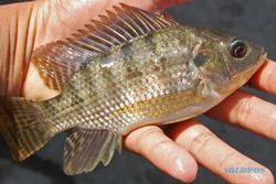 Top! Peternak Ikan di Magelang Ini Suskes Budi Daya Nila dengan Sistem Bioflok