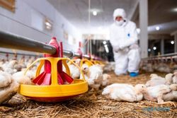 Varian Baru Flu Burung Masuk Indonesia, Dinkes Solo Minta Warga Waspada