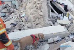 Tiba di Turki, 2 Anjing K9 Mabes Polri Langsung Cari Korban Gempa