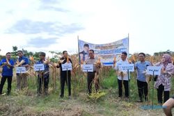 Pakai Pupuk Organik, Petani Jagung Gorontalo Raup Cuan 5 Kali Lipat