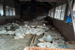 Giliran Pedagang Ayam Potong Keluhkan Kios Pasar Sukowati Sragen Sempit