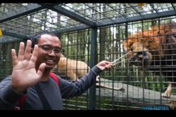 Pemilik Yaris Merah Akhirnya Berdamai dengan Singa yang Tabrak Mobilnya