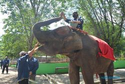 Sekar, Gajah Sumatra yang Mati di Semarang Zoo Tak Pernah Dinaiki Pengunjung