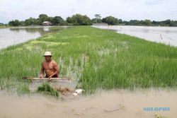 Ratusan Hektare Sawah Klaten Terendam Banjir Luapan Sungai, Terluas di Cawas