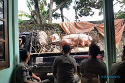 Satpol PP Klaten Eksekusi Kandang Babi di Tengah Kampung, 91 Ekor Dipindah