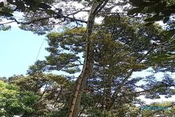 Menantang Maut, Begini Petani Semarang Panen Durian di Pohon Setinggi 40 Meter