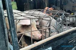 Eksekusi Peternakan Tak Berizin di Klaten, Puluhan Ekor Babi Dipindahkan