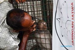 Pekerja Topeng Monyet di Madiun Serahkan 23 Kera Ekor Panjang ke BBKSDA Jatim