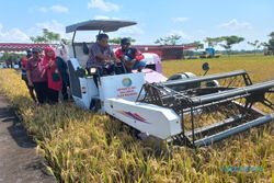 Dukung Panen Padi Nusantara, Wabup Klaten Jajal Combine Harvester di Cawas