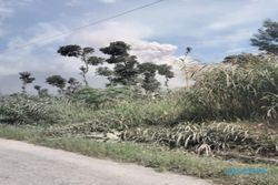 Pakan Ternak Terkena Abu Vulkanik Merapi, Warga Tlogolele Boyolali Buka Donasi