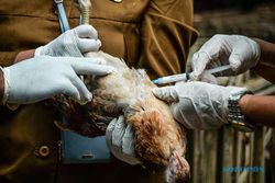 Antisipasi Kasus Flu Burung, DKPP Bandung Lakukan Vaksinasi Unggas