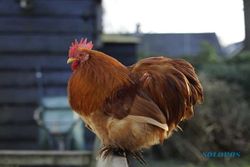 17 Wisatawan Mancanegara Protes Suara Kokok Ayam, Ini Respons Dispar Bali