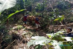Mengenal Desa Brongkol, Sentra Penghasil Durian di Kabupaten Semarang
