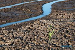 Perhatian untuk Petani, Ini Langkah Kementan Antisipasi Dampak El Nino