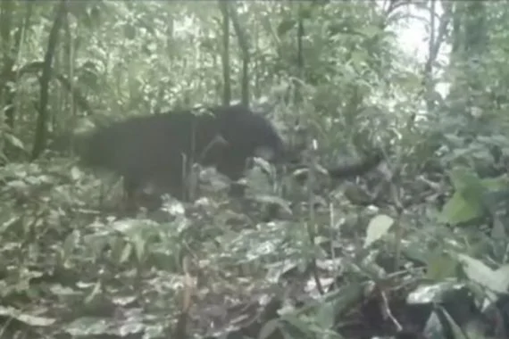 Black Panther di Petungkriyono Pekalongan, Hutan Alam Tersisa di Pulau Jawa