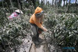 1.675,6 Hektare Lahan Hortikultura di Jateng Terdampak Abu Gunung Merapi