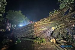 Perhatian! Jalan Sambi-Simo Boyolali Ditutup Sementara gegara Pohon Tumbang