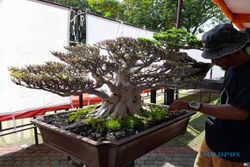 Pencinta Pohon Kerdil Yuk Merapat, Ada Pameran Bonsai di Sragen, Cek Tanggalnya