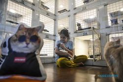 Jelang Lebaran, Hotel Penitipan Kucing di Jakarta Mulai Penuh Dipesan