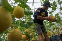 Asyiknya Wisata Petik Buah Melon Premium di Agro Farm Wonopringgo Pekalongan