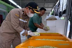 Wow! Sepanjang 2023, Ekspor Bunga Melati asal Jateng Capai 10,15 Ton
