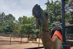 Naik, Ini Harga Tiket Semarang Zoo saat Libur Lebaran 2023