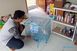 Hotel Kucing Panen Cuan Jelang Lebaran, Tarif Per Hari Rp50.000