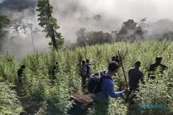 Lagi, Ladang Ganja 8,9 Hektare Ditemukan di Tengah Hutan Lindung Aceh