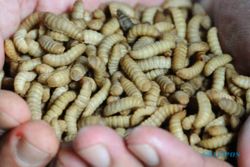 Fakta Ajaib Maggot, Larva Pengurai Sampah Bernilai Ekspor Tinggi