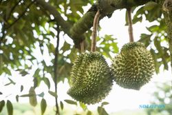 5 Provinsi Penghasil Durian Terbesar di Indonesia, Jatim Paling Banyak