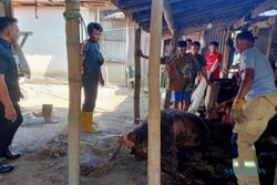 Sapi Terjepit di Selogiri Saat Lebaran, Damkar Butuh 20 Menit untuk Evakuasi
