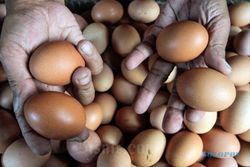 Harga Telur Naik hingga Rp40.000/Kg di Luar Pulau Jawa, Ini Penyebab Utamanya