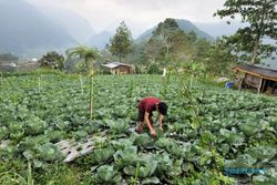 Urban Farming oleh Petani Milenial Karanganyar Jadi yang Tertinggi di Jateng