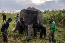 Cegah Konflik, Petugas BKSDA Pasang GPS Collar Gajah Sumatra di OKI