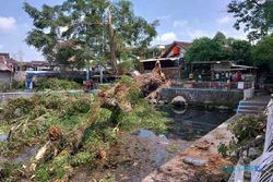 Penampakan Pohon Trembesi Berusia Ratusan Tahun di Umbul Langse Boyolali Ambruk