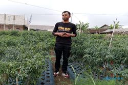 Harga Cabai Anjlok Jadi Rp10.000/Kg, Petani Muda di Getasan Semarang Menjerit