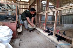 Peternak Milenial Semarang Ini Sukses Beternak Ayam KUB, Omzet Rp10 Juta/Bulan