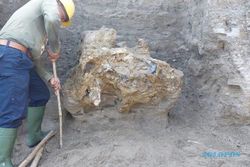 Fosil Kepala Gajah Purba Sepanjang 1 Meter Ditemukan di Bukuran Sragen