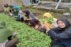 Mandiri Pangan! Wanita Tani di Klaten Manfaatkan Pekarangan untuk Tanam Sayuran