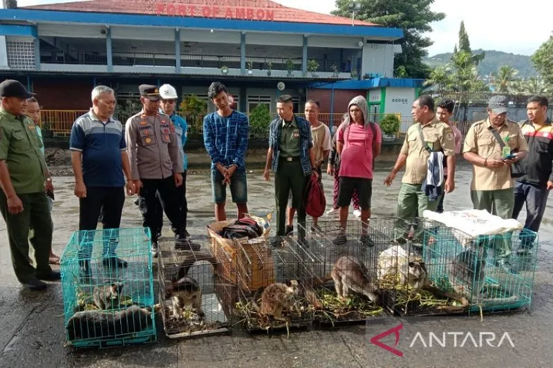 Tertangkap di Ambon, Kanguru Papua Gagal Diselundupkan ke Surabaya