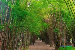 Hutan Bambu Keputih, Lokasi Berburu Foto Estetik di Kota Surabaya