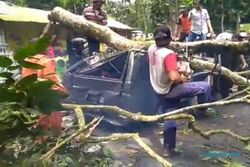 Mobil Tertimpa Pohon di Jember, Pengemudi Meninggal & 2 Orang Luka-Luka