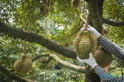 Mitra Petani WMPP Blak-blakan Lika-Liku Bisnis Agrowisata Kebun Durian