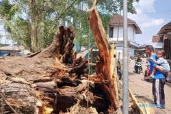Saking Besarnya, Evakuasi Pohon Ambruk di Umbul Langse Boyolali Butuh 2-3 Hari